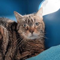 ZAMEE, chatte à adopter