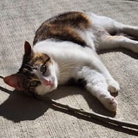 Azya, chatte à adopter