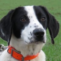 MOZART, chien à adopter