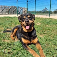 RAIKA, chienne à adopter