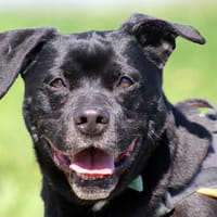 POLAX, chien à adopter