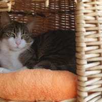 Kyoto, chat à adopter
