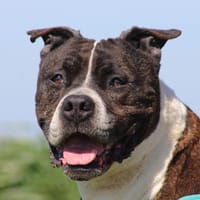 HADES, chien à adopter