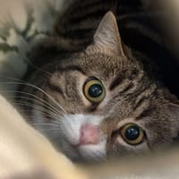 Ginger, chatte à adopter