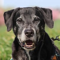 BLACK, chien à adopter