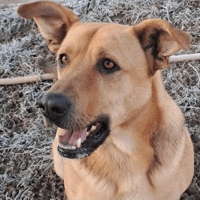 Thor, dog to adopt