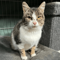 Jojo, female cat to adopt