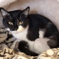Marie, female cat to adopt