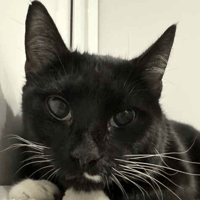 Bob, cat to adopt