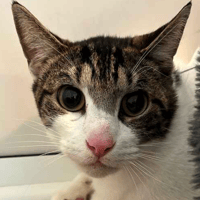 Ollie and Leo, cat to adopt