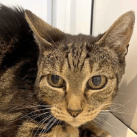 Maggie and Pepper, female cat to adopt