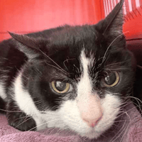 Rasputin, cat to adopt