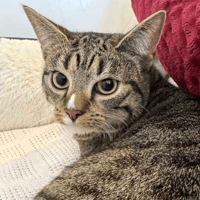 Princess, female cat to adopt