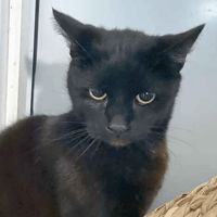 Shadow, cat to adopt