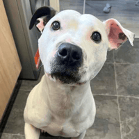 Dodger, dog to adopt