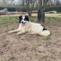 Domino, suczka do adopcji