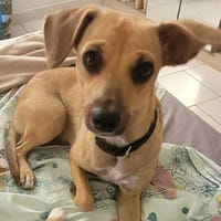 PERLE le bijou des îles, chienne à adopter