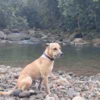 AÏKO la douceur des îles, chien à adopter