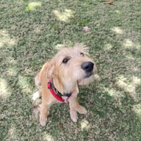 Youpi, bébé joyeux, chien à adopter