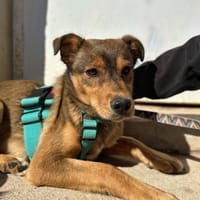 URONA, chienne à adopter