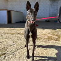 NISTER, chien à adopter