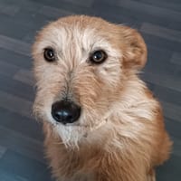 ESTRELA, chienne à adopter