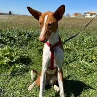 MORTADELA, chien à adopter