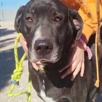 OSA (Maria), chienne à adopter