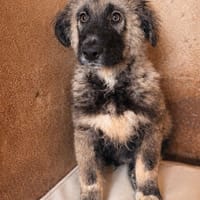 ORLANDO (101 HUELLAS), chien à adopter