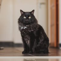 Chasticot, chat à adopter