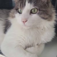 Sylvestre, chat à adopter