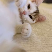 Petit Pain, chat à adopter