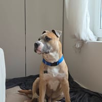 KALAH, chien à adopter