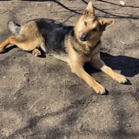 Adaline, chienne à adopter