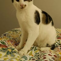 Mafé, chat à adopter