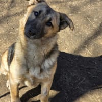 Soya, chienne à adopter