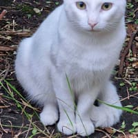 SNOW, chat à adopter