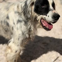 BILI, chien à adopter