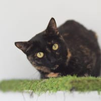 NIKITA, chatte à adopter