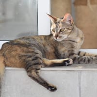 TAMMI, chatte à adopter