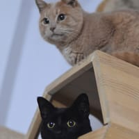 GEXTO ET MAXI, chat à adopter