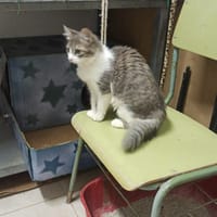 VICENTE et DONCELLA, chat à adopter