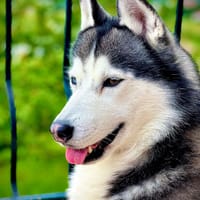 Oslow, chien à adopter