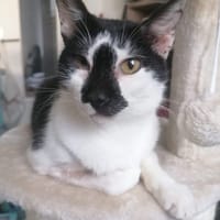 Harlem, chat à adopter