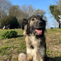 Valentina, chienne à adopter