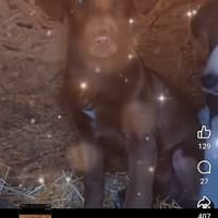 Arès, chien à adopter