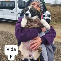 Vida, chienne à adopter