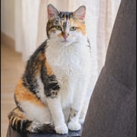 ROUSSETTE, chatte à adopter
