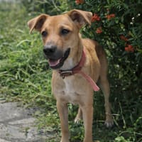 Spark, Mâle, X Berger, né le 20/09/2025🐶, chien à adopter