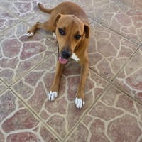 Frisky, Mâle, X Berger, né le 01/04/2025 🐶, chien à adopter